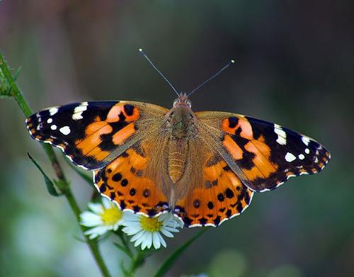 Painted lady butterfly release package of painted lady butterflies in individual release envelopes