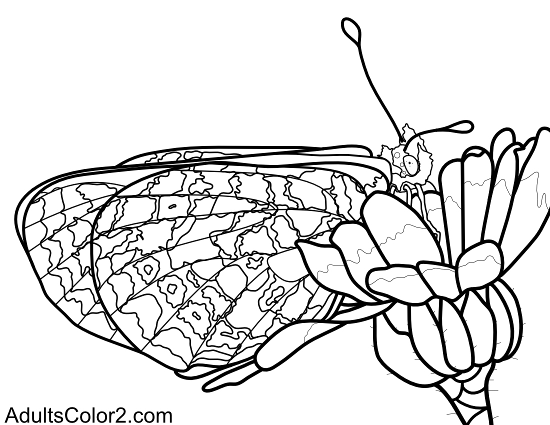 Butterfly coloring pages airborne art