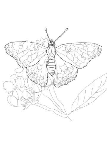 Painted lady butterfly coloring page free printable coloring pages