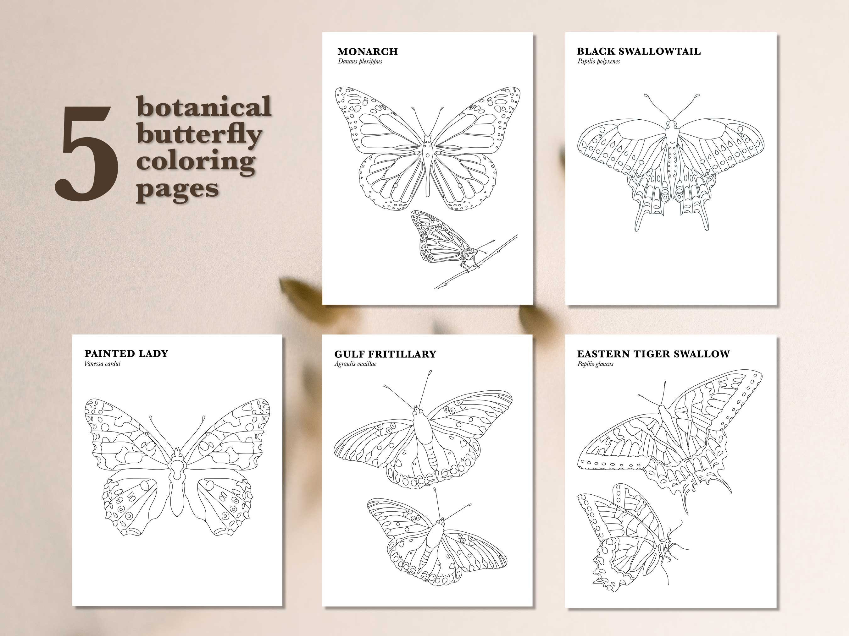 Botanical butterfly coloring pages printable digital adult