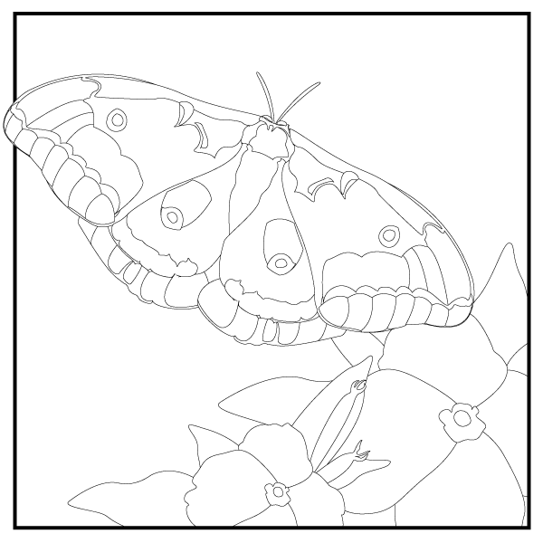 Coloring pages chicago botanic garden