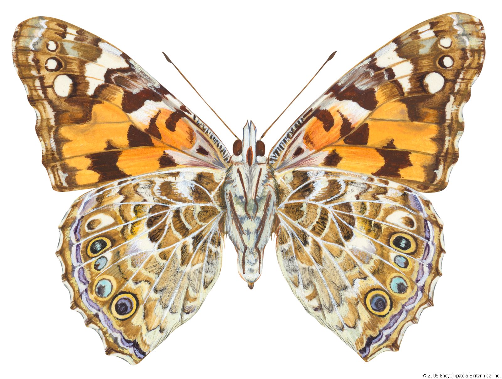 Painted lady migration europe north america