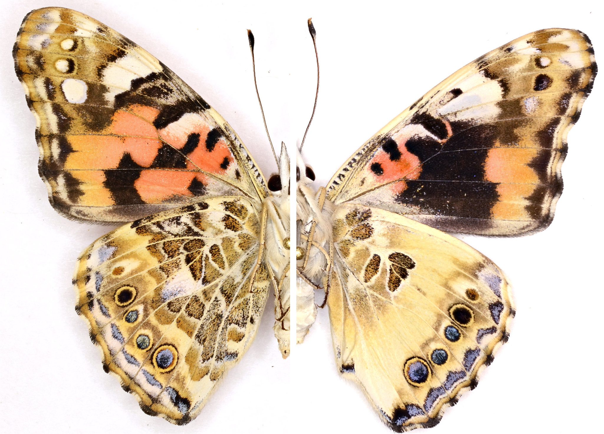 Genes color a butterflys wings now scientists want to do it themselves