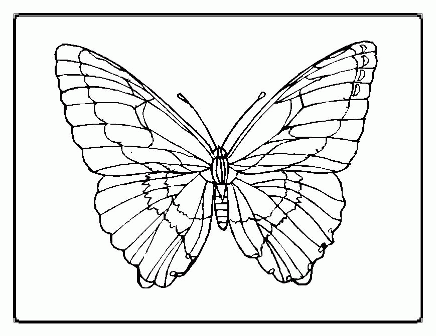 Butterfly coloring page