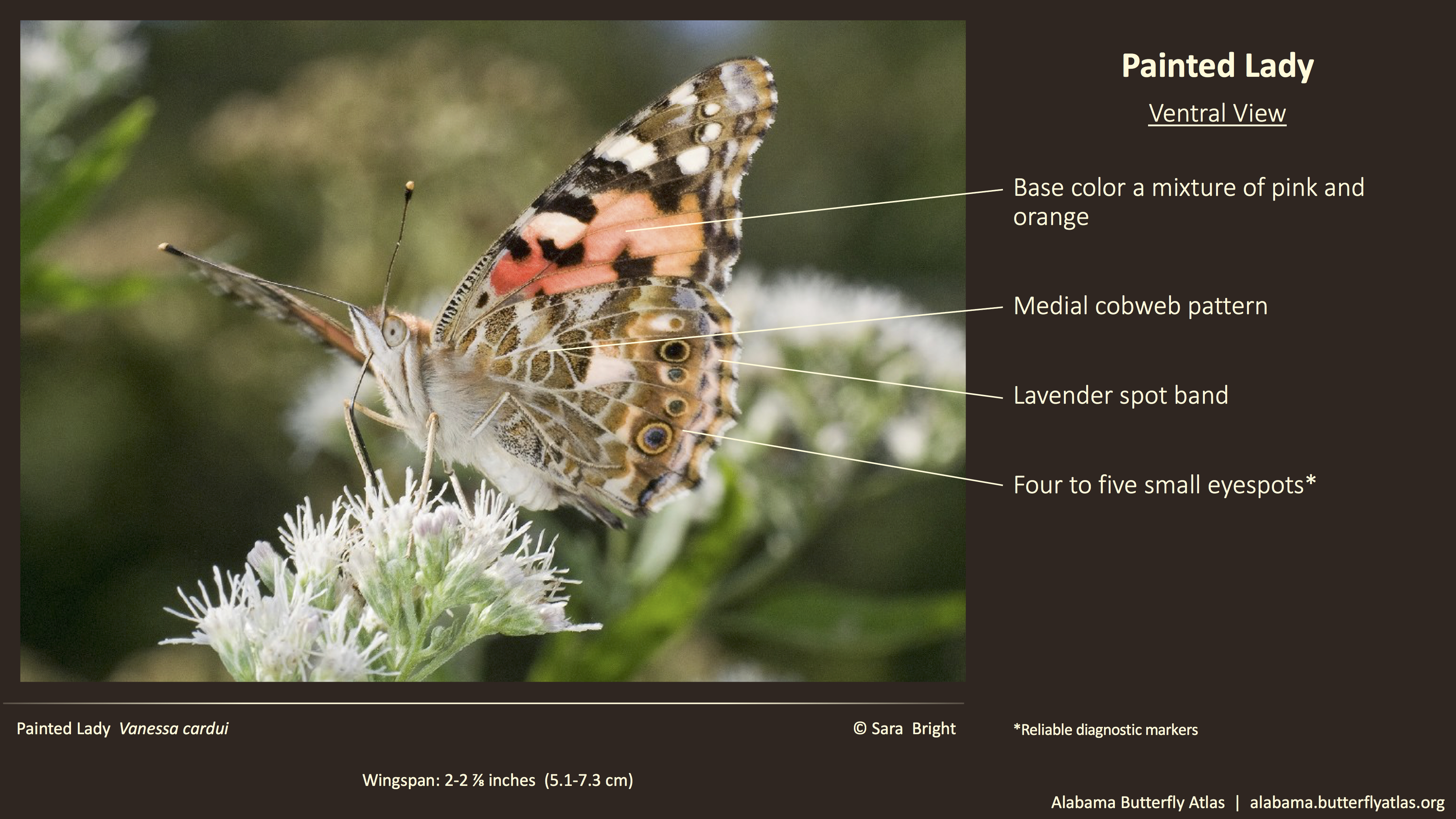 Painted lady