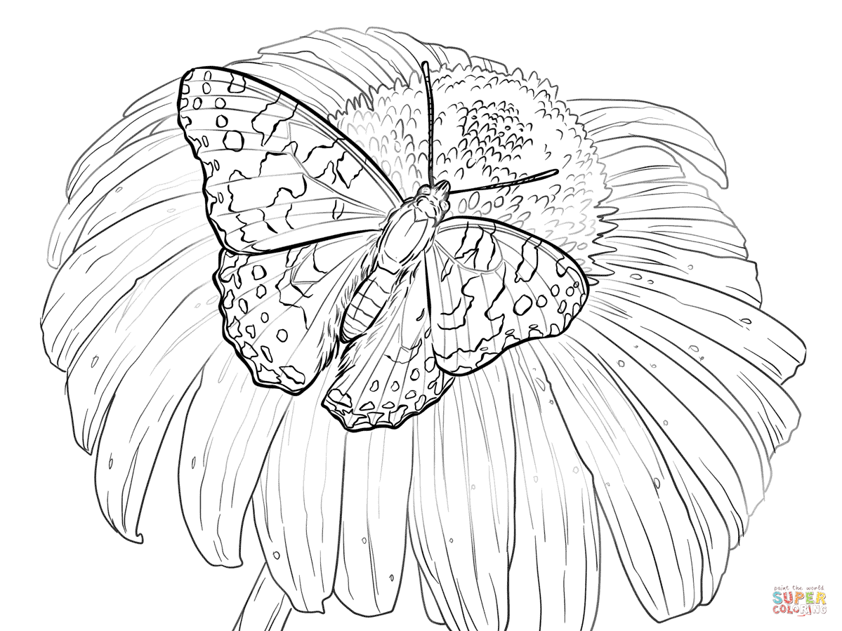 Painted lady butterfly sits on a flower coloring page free printable coloring pages