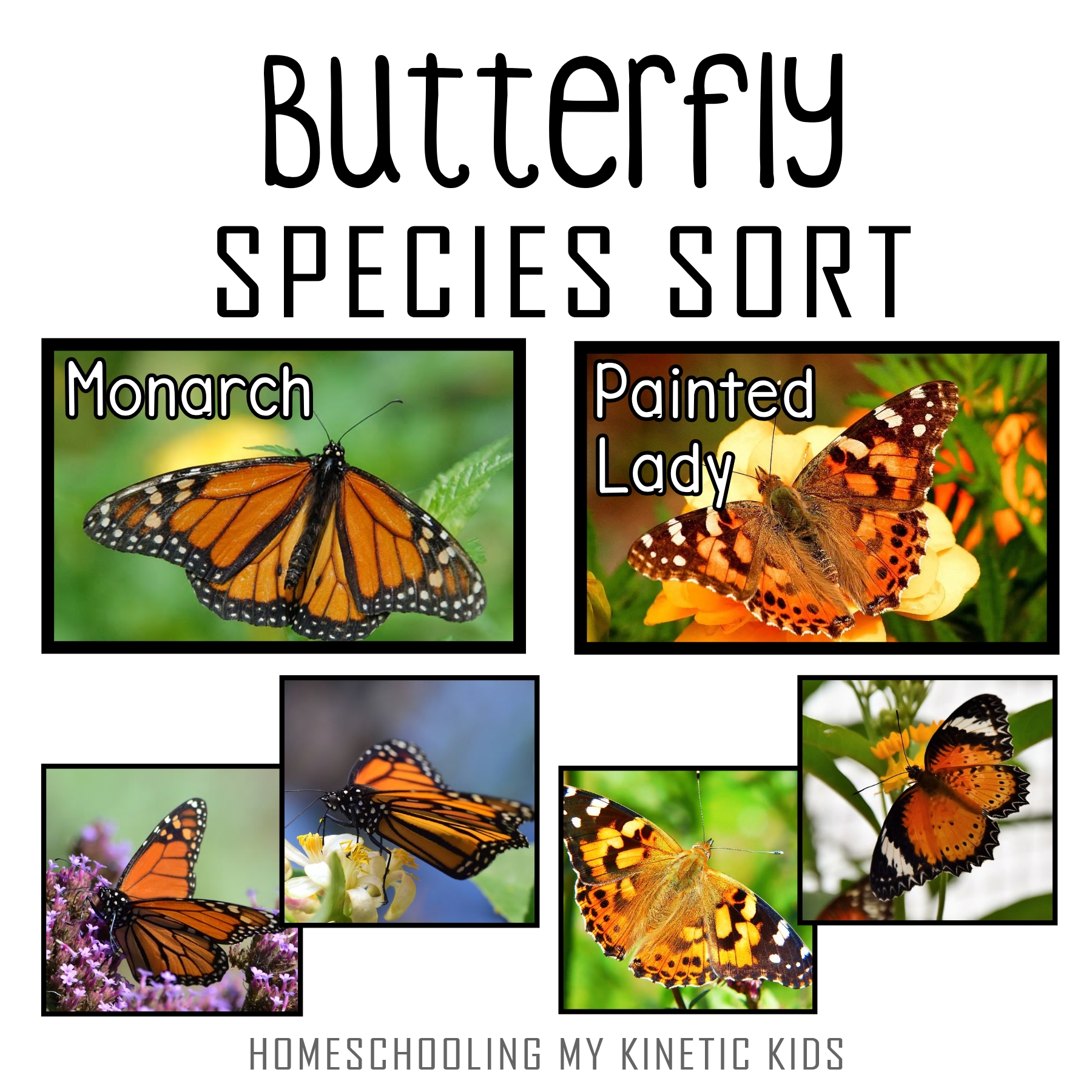 Painted lady and monarch butterfly species sort printable