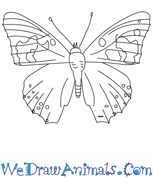 How to draw a painted lady