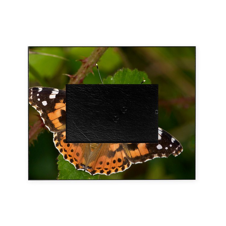 Painted lady butterfly picture frame