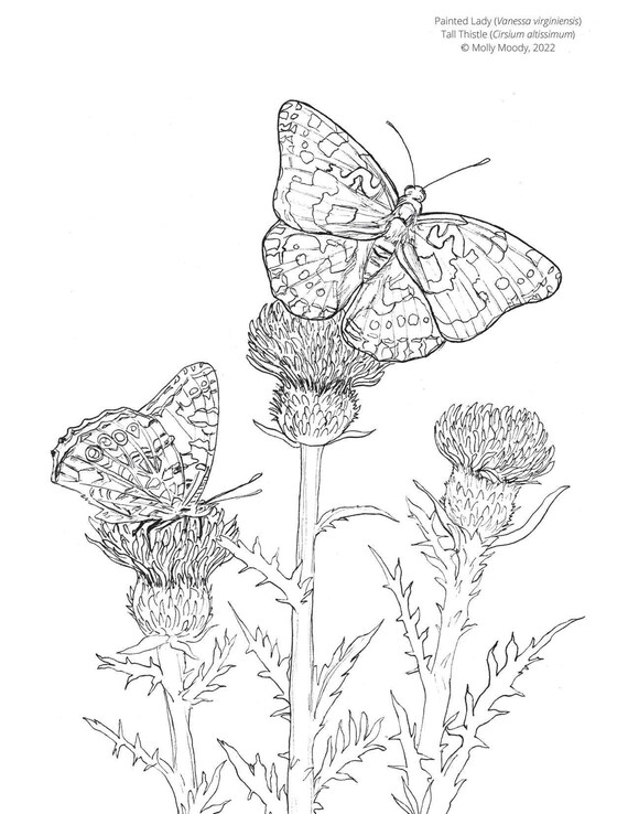 Painted lady butterfly educational coloring book digital