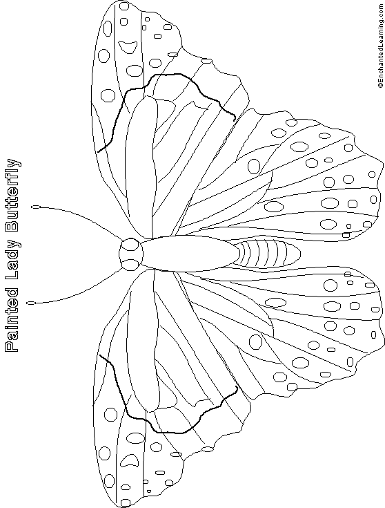 Painted lady butterfly printout simple