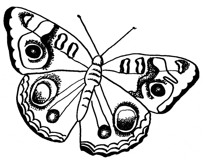 Butterfly coloring pages drawings