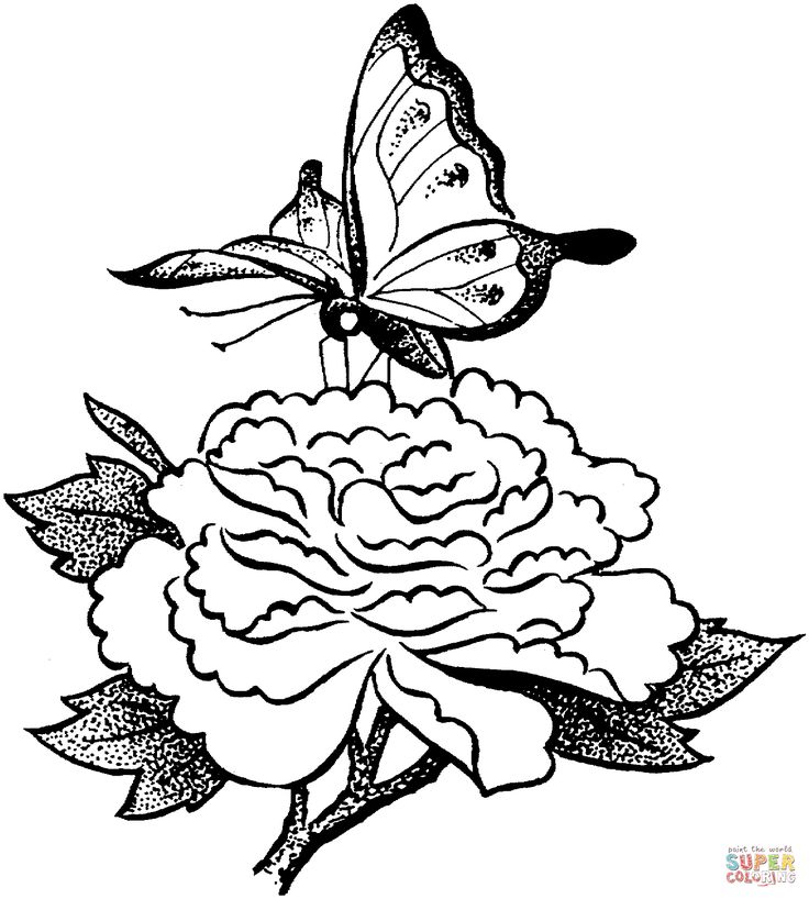 Painted lady butterfly sits on a flower coloring page free printable coloring pages butterfly coloring page coloring pages butterfly art painting