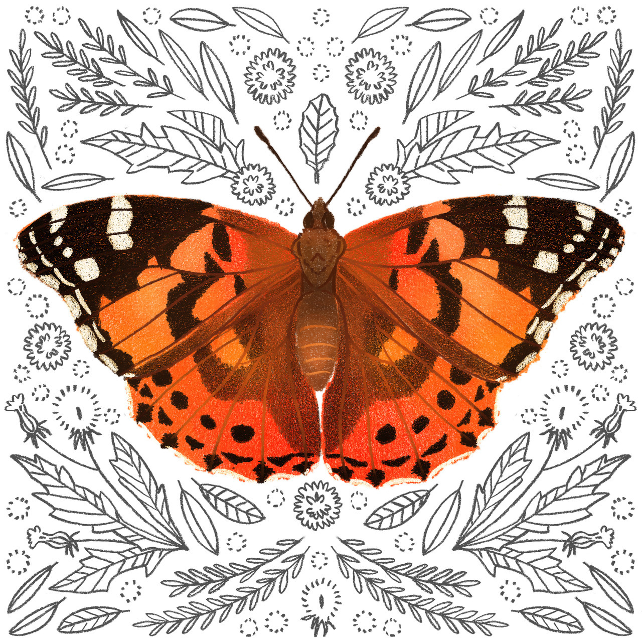 Emily dahl illustration â painted lady