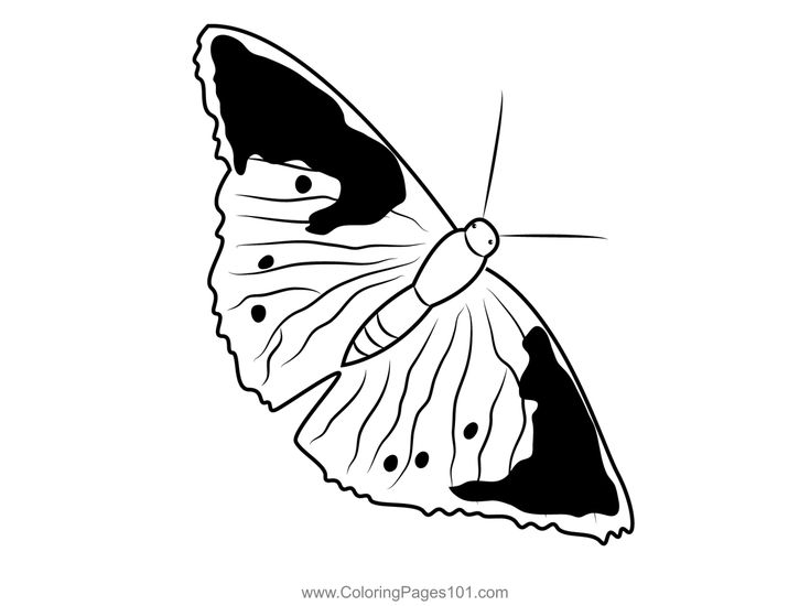 Admiral butterfly coloring page in butterfly coloring page coloring pages butterfly printable