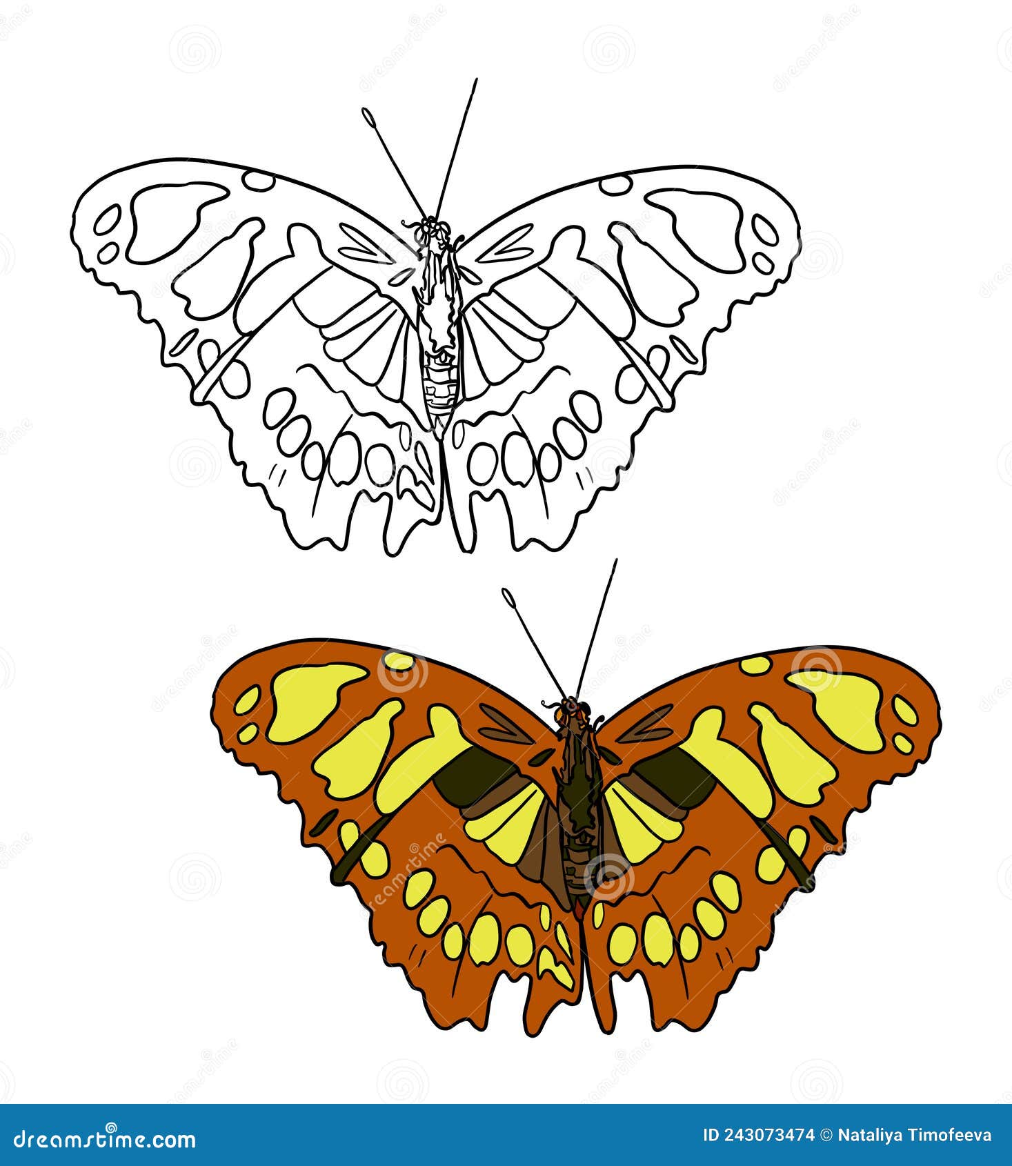 Colouring page monarch butterfly stock illustrations â colouring page monarch butterfly stock illustrations vectors clipart