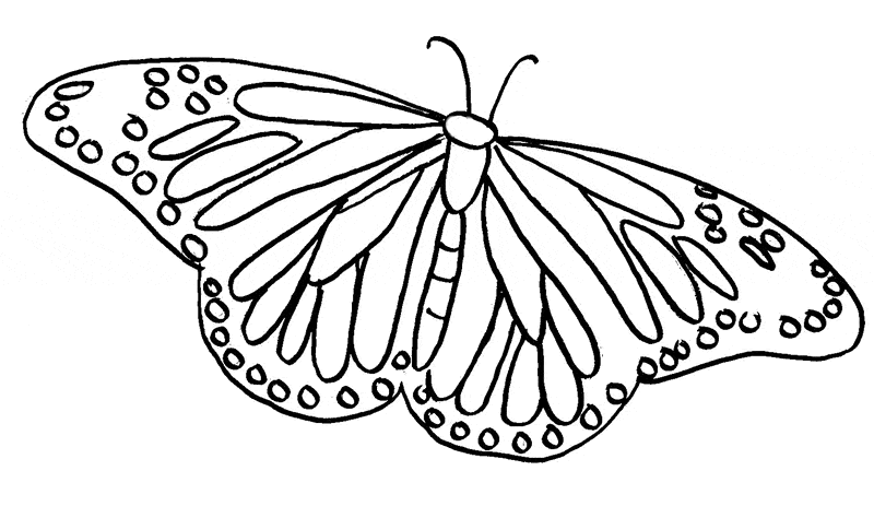 Butterfly coloring pages drawings