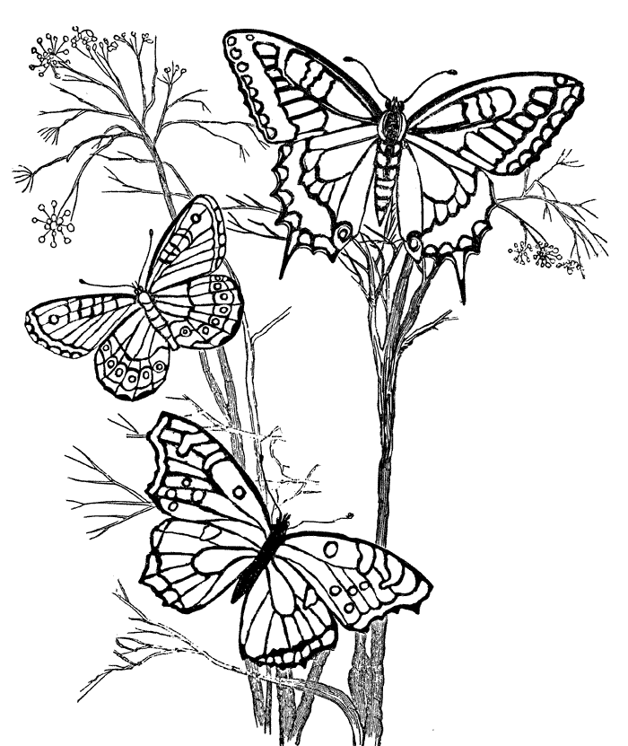 Free painted lady butterfly coloring page download free painted lady butterfly coloring page png images free cliparts on clipart library