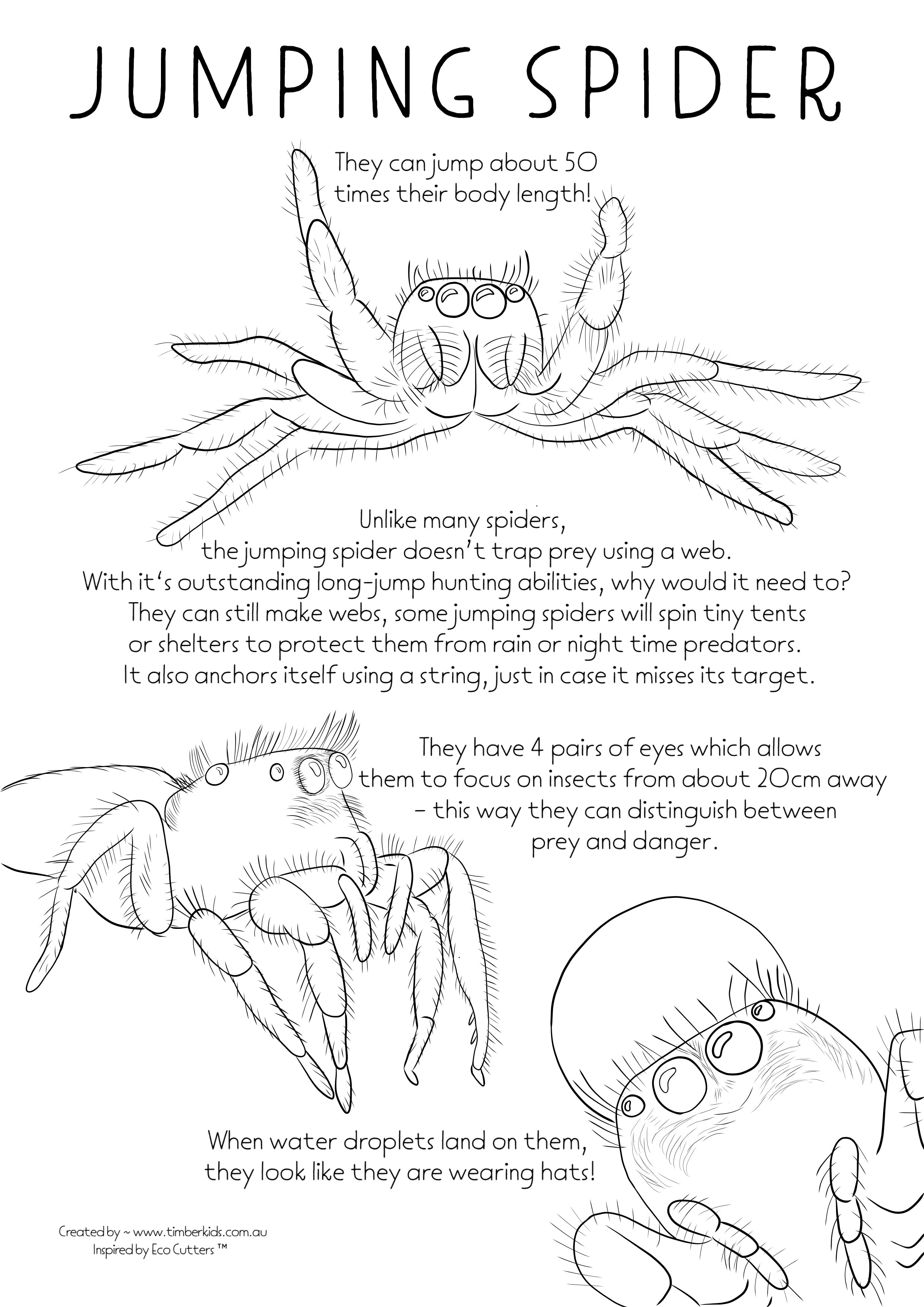 Jumping spider fact colour in timber kids â timber kids