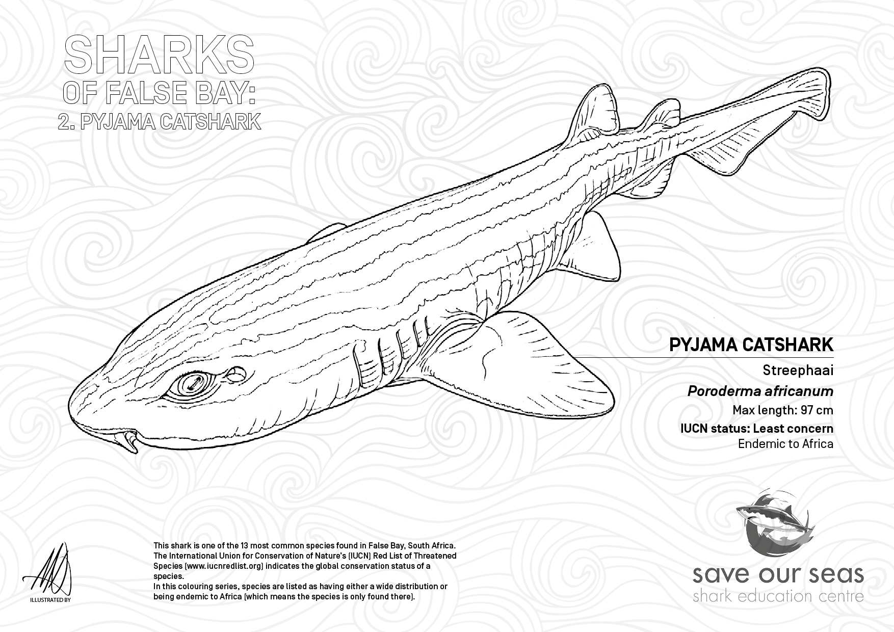 Pyjama catshark