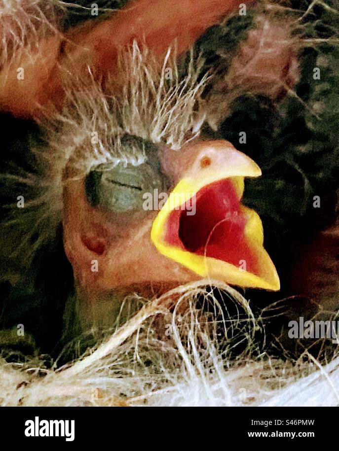 Pãjaro bebã llorando fotografãas e imãgen de alta roluciãn