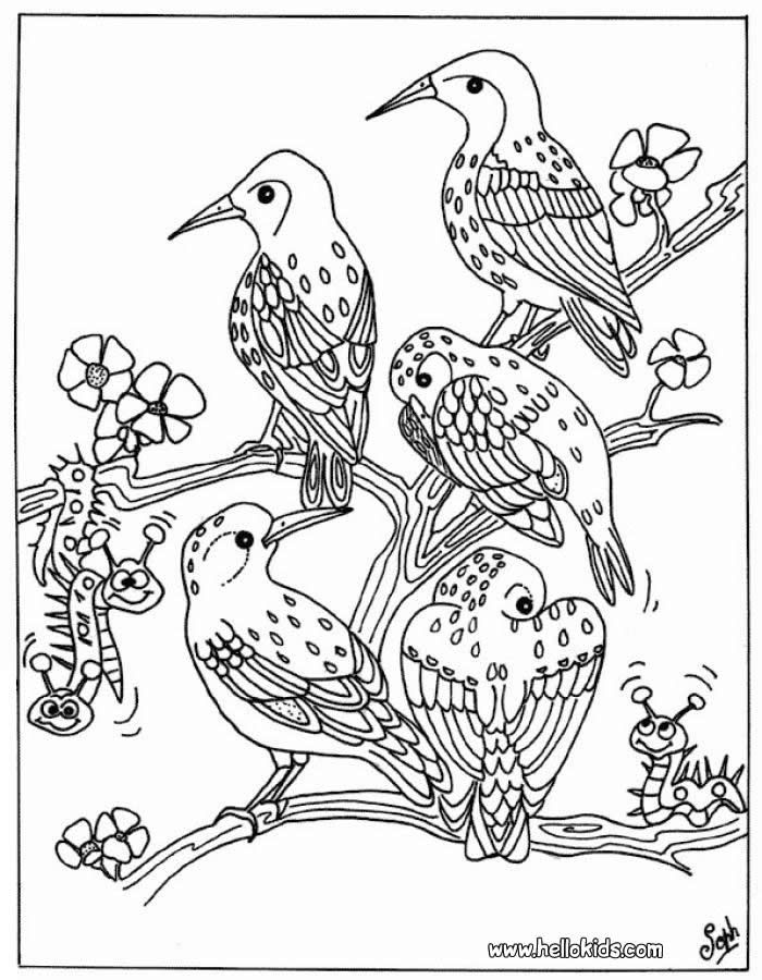 Bird coloring pages