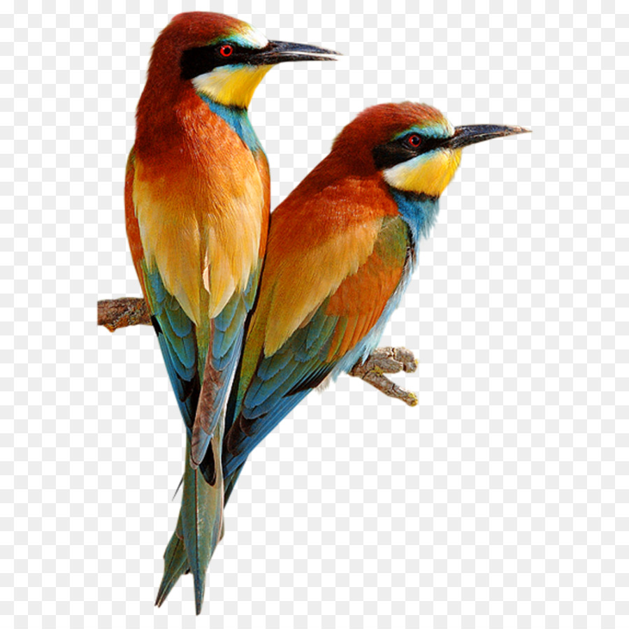 Bird parrot png download