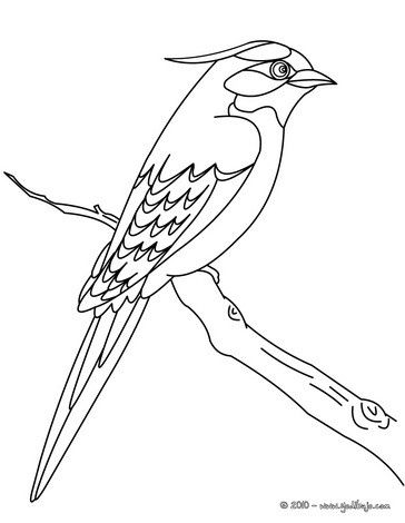 Dibujo para colorear un hermoso pajaro pajaros para colorear dibujos de av pãginas para colorear