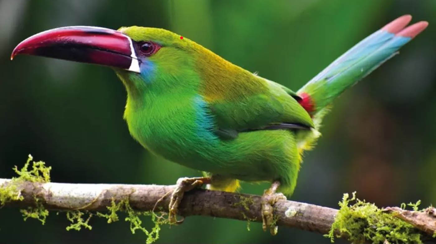 Se duplica el registro de aves en la reserva de yoto tucanes rabirrojos y guacamayas forman parte del censo