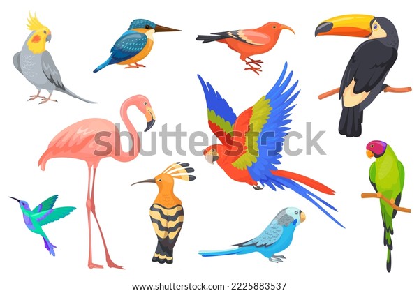 Pajaro perico images stock photos d objects vectors