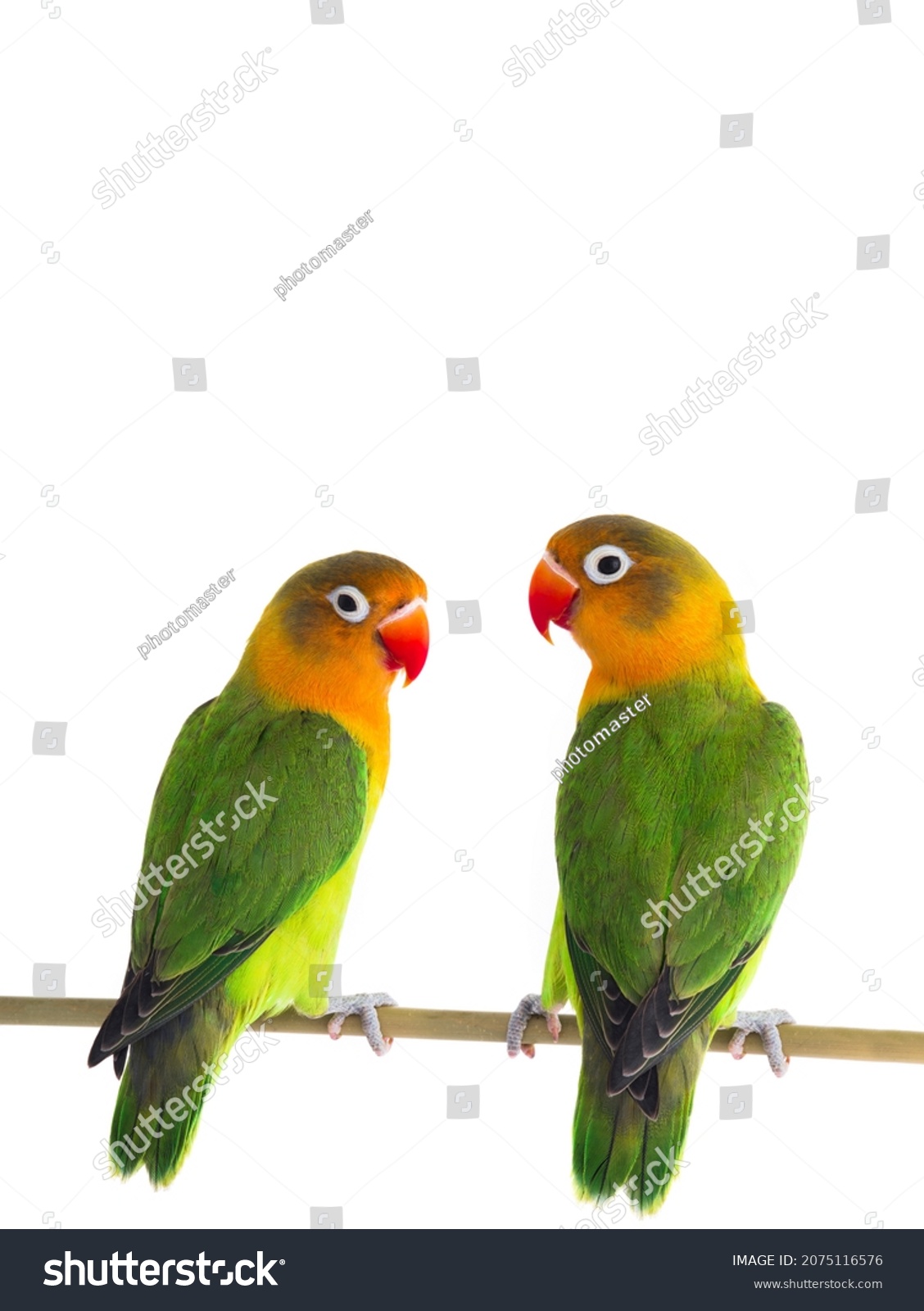 Pico pajaro images stock photos d objects vectors
