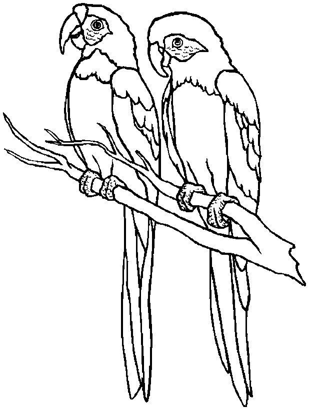 Free printable parrot coloring pages for kids animal coloring pages bird coloring pages cartoon coloring pages