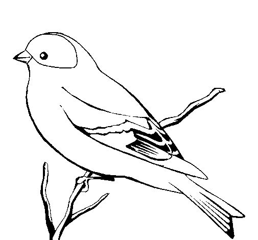 Dibujos para colorear pintar e imprimir passaro denho pãginas de colorir com animais pãssaros