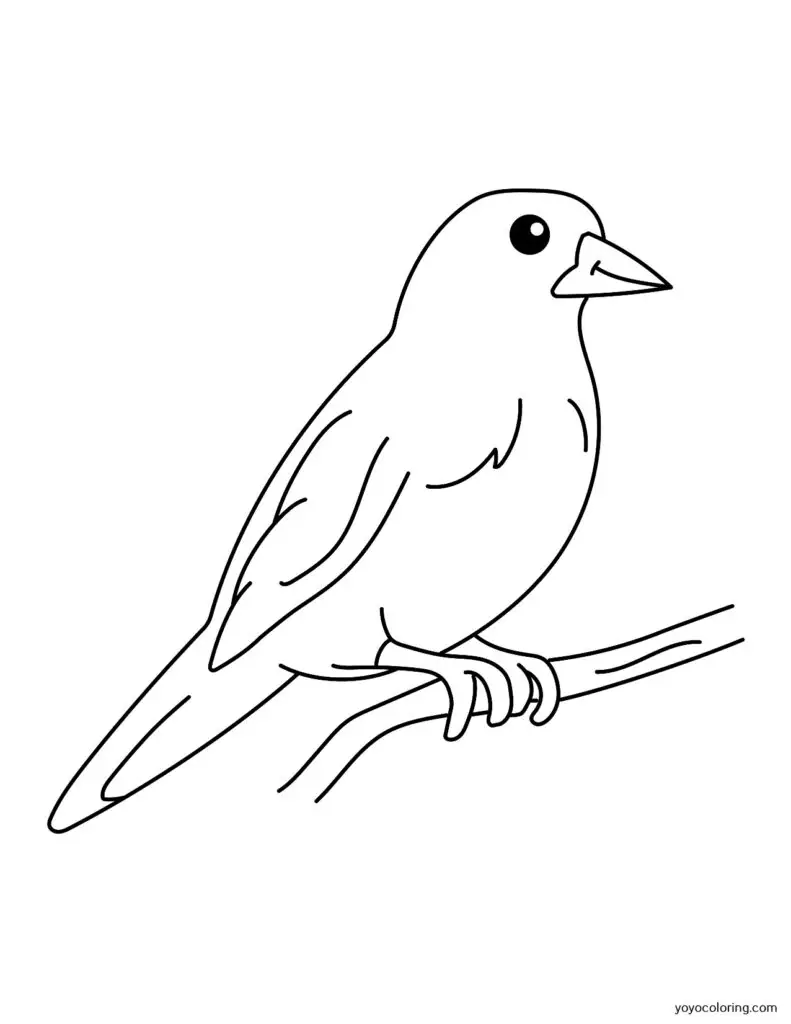 Dibujos de pãjaros para colorear á plantilla de pintura imprimible