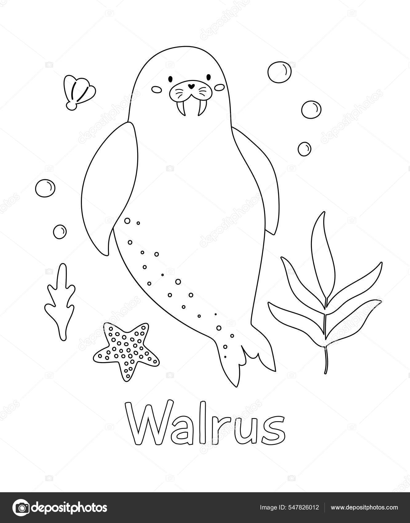Libro para colorear con animales del ocãano caricatura garabato morsa estrellas de mar y algas marinas