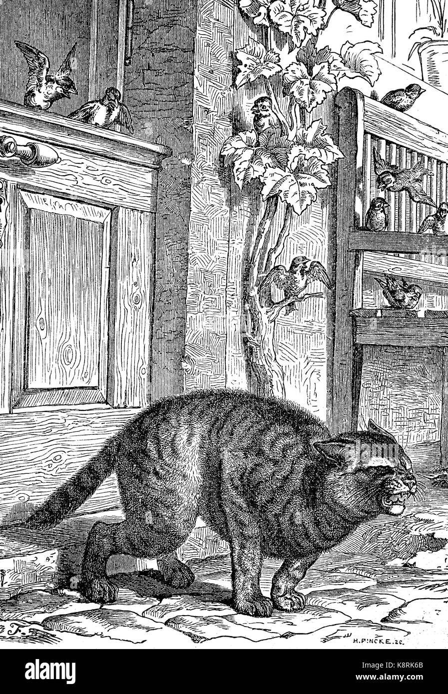 Cat reproduction animal fotografãas e imãgen de alta roluciãn