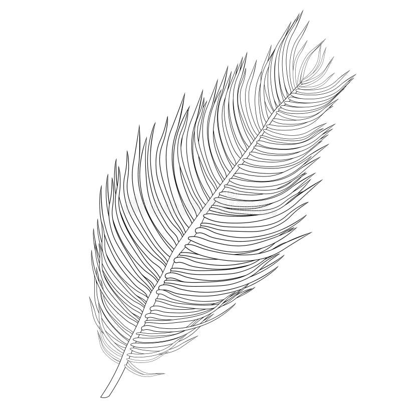 Palm branch coloring stock illustrations â palm branch coloring stock illustrations vectors clipart