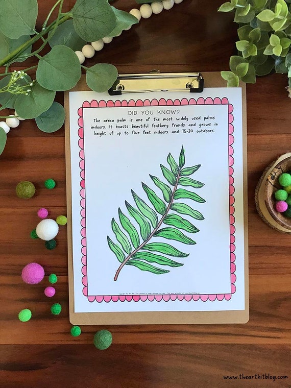 Palm tree coloring page areca palm tree kids coloring pages pineapple palm bottle palm ribbon fan sabal palm tree coloring pages