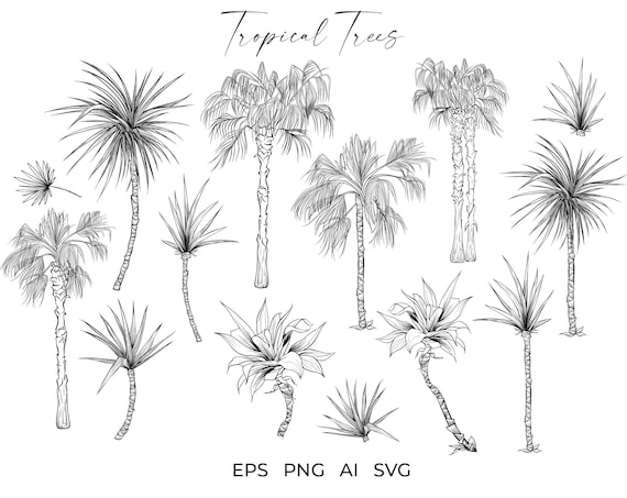 Palm tree svg tropical plants vector bundle sago palm leaves sublimation png files line art drawing botanical clipart digital download