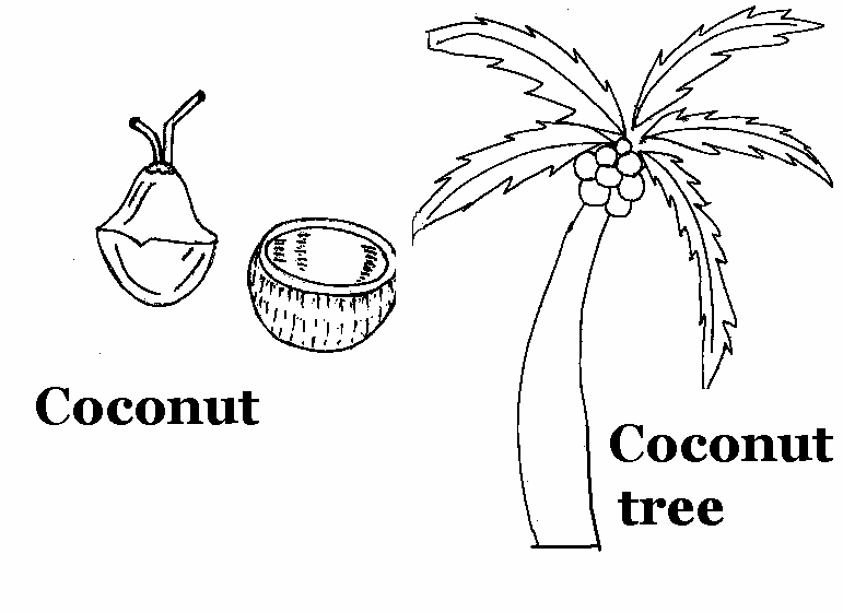 Coconut coloring printable page for kids