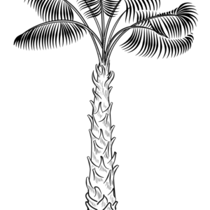 Palm tree coloring pages printable for free download