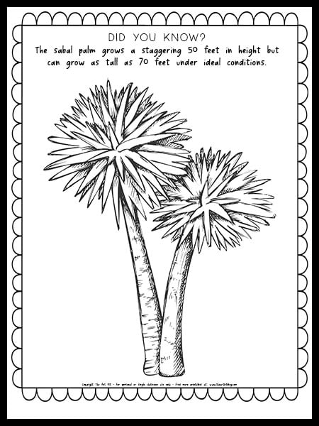 Sabal palm coloring page free printable â the art kit