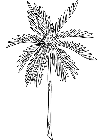 Palm tree coloring page free printable coloring pages