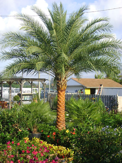 Sylvester date palm tree