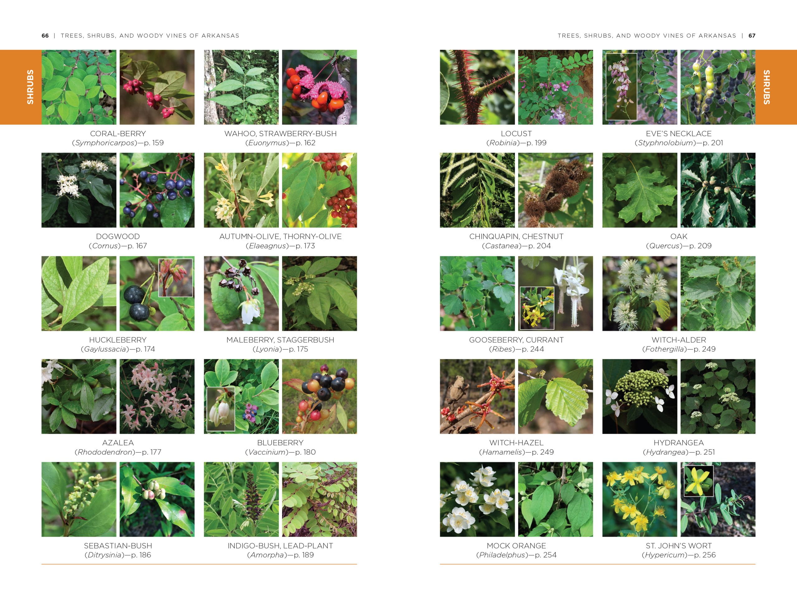 Trees shrubs and woody vines of arkansas university of arkansas press