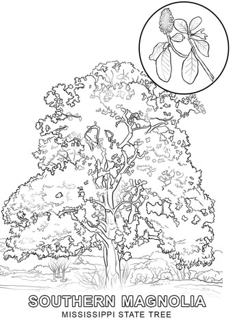 Mississippi state tree coloring page free printable coloring pages
