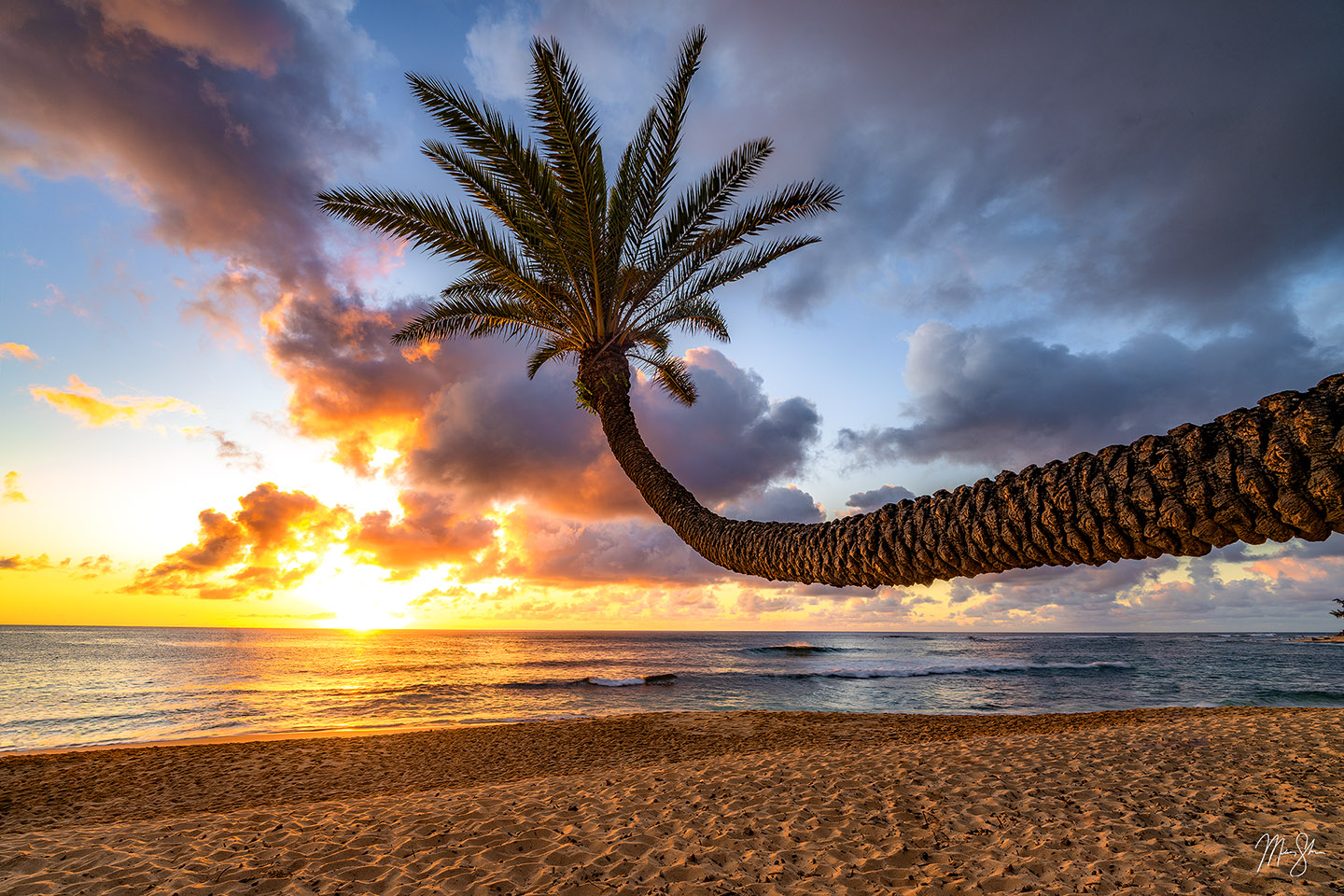 Palm tree sunset sunset beach park north shore oahu hawaii mickey shannon photography