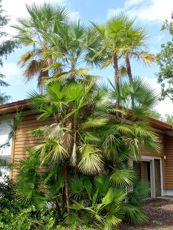 Paurotiseverglades palm acoelorrhaphe wrightii â urban perennials