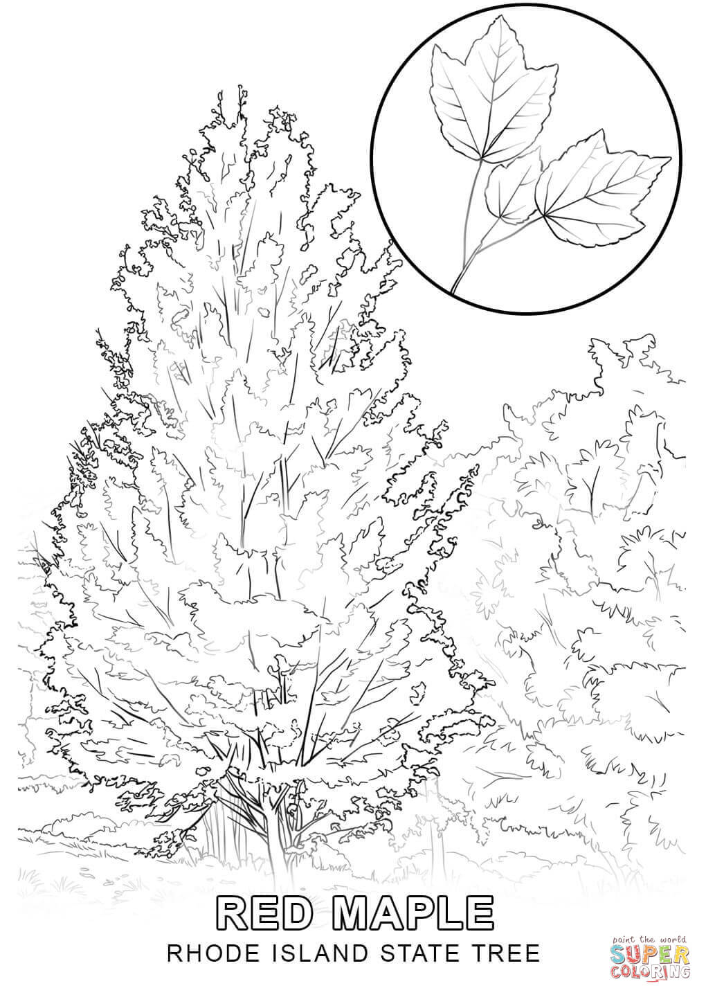 Rhode island state tree coloring page free printable coloring pages
