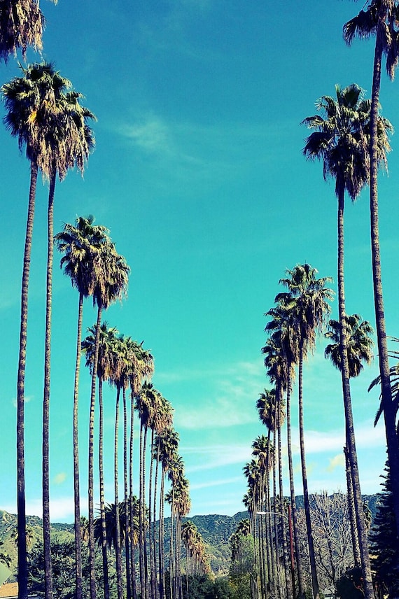 Palm trees in los angeles california palm tree lined street photo print black and white california photography los angeles photography